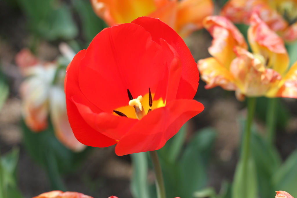 あざやか　チューリップ（木曽三川公園）