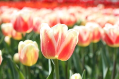 チューリップ（木曽三川公園）