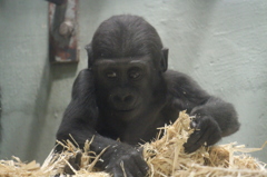 ハートの鼻☆東山動物園