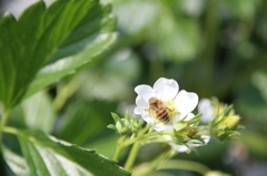 Ｂｅｅ