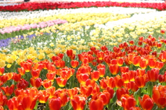 チューリップ（木曽三川公園）