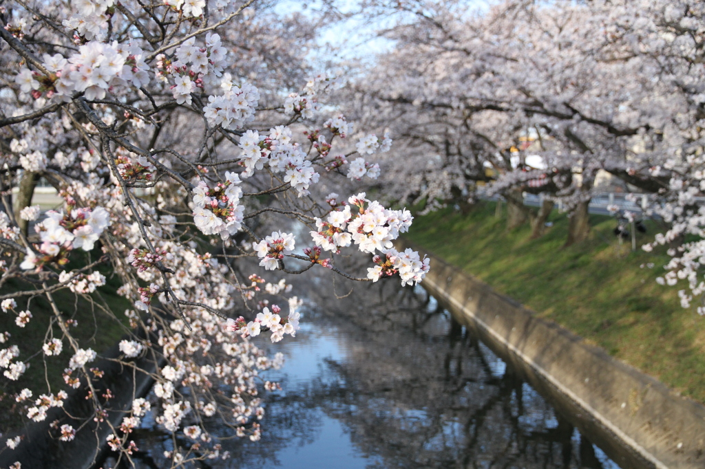 五条川（大口町）