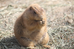もじもじ☆東山動物園