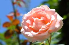 咲き誇る～Gardeｎ　Ｒｏｓｅ