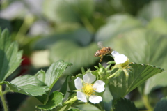 Ｂｅｅ
