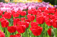 チューリップ（木曽三川公園）