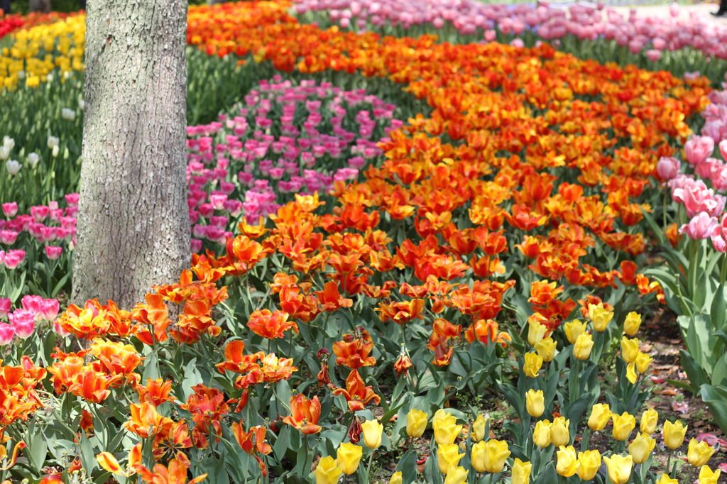 チューリップ（木曽三川公園）
