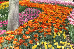 チューリップ（木曽三川公園）