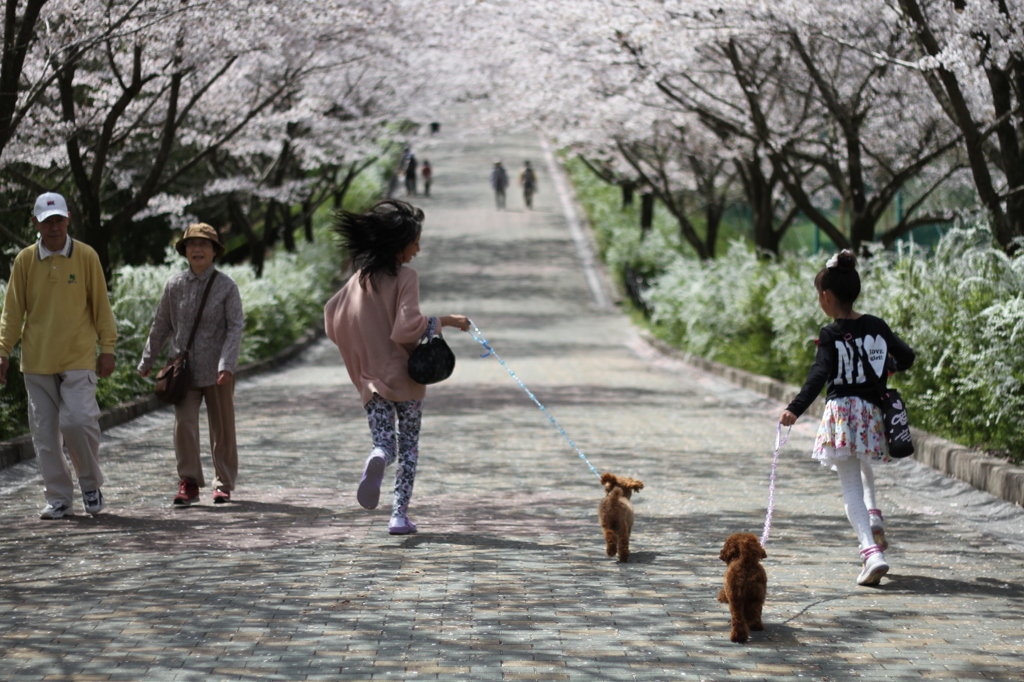 桜並木の下で