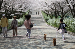 桜並木の下で