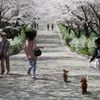 桜並木の下で