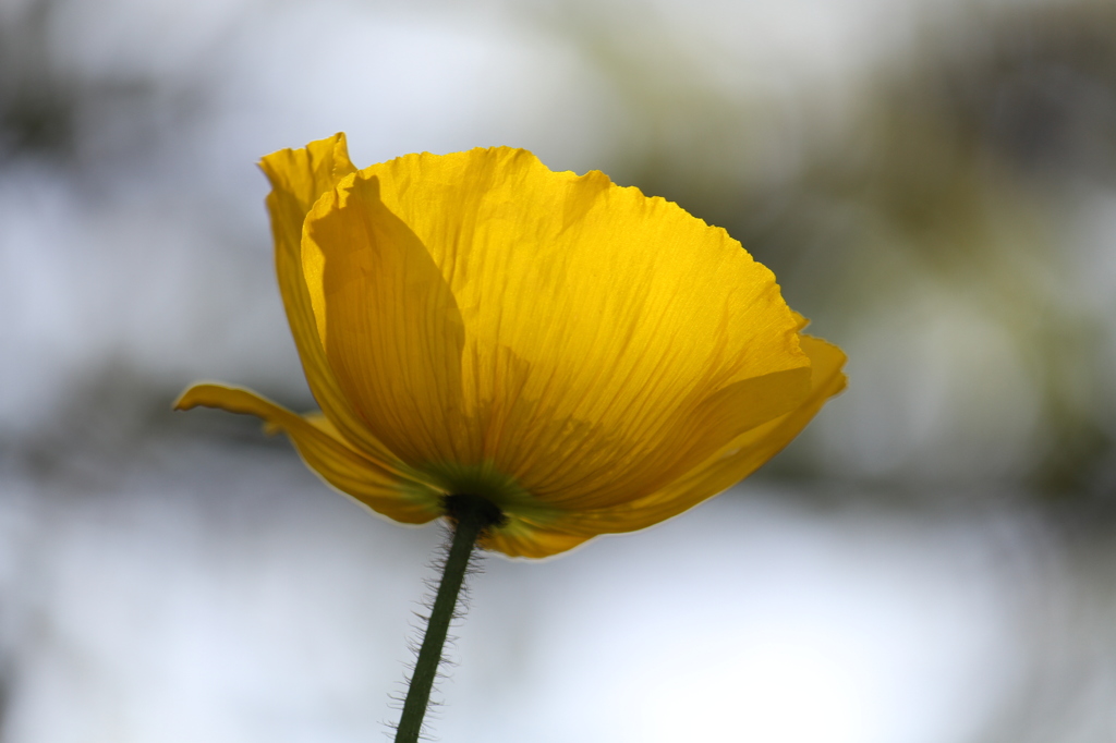光越しの花