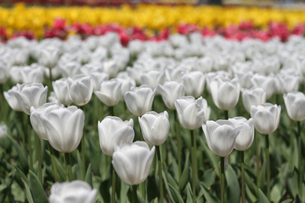 すてきなホワイト