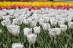 すてきなホワイト