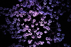 五条川　夜桜　（大口町）