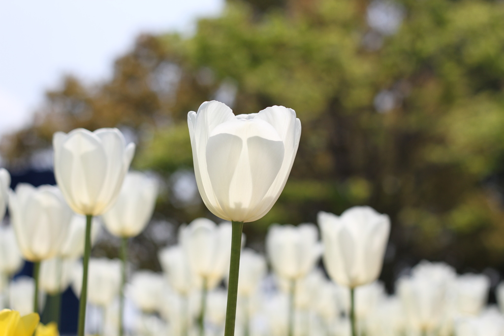 チューリップ（木曽三川公園）