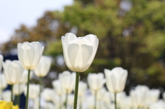 チューリップ（木曽三川公園）
