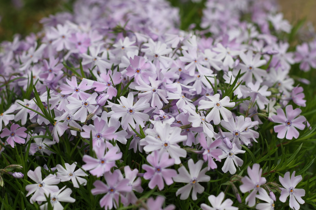 お庭の芝桜