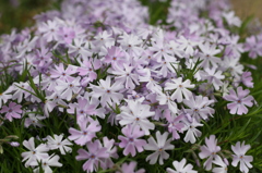 お庭の芝桜