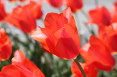 チューリップ（木曽三川公園）