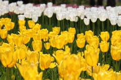 チューリップ（木曽三川公園）