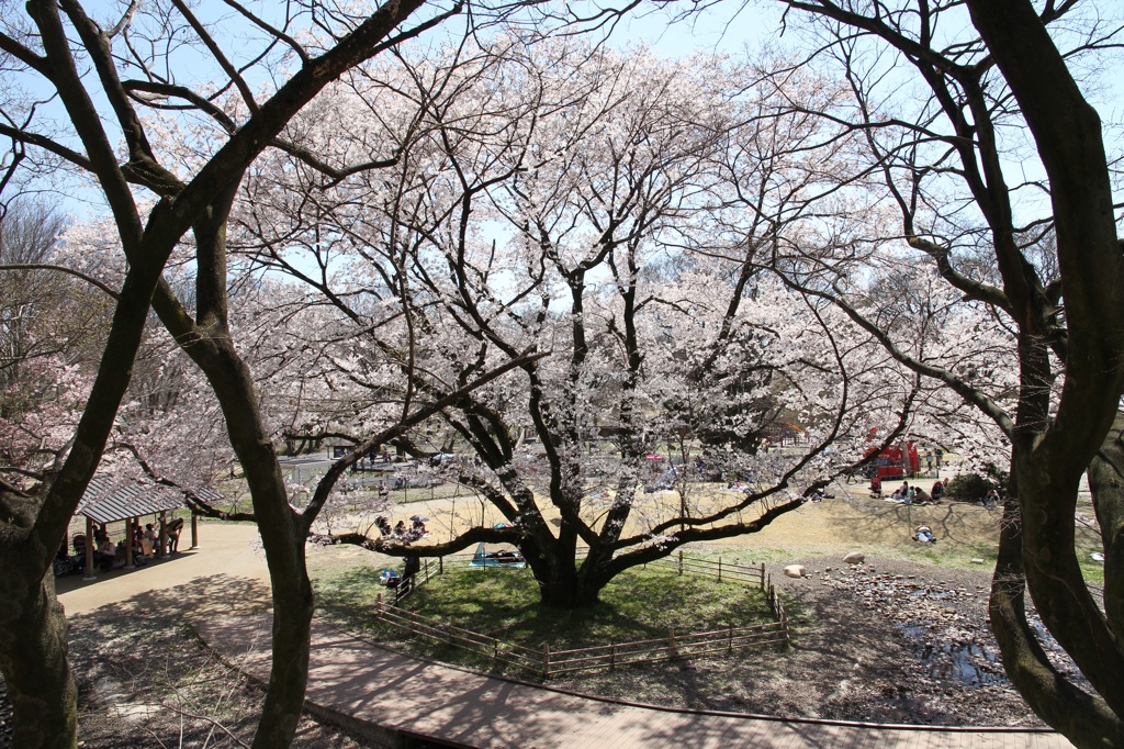咲き誇る春