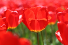 太陽に照らされて　チューリップ（木曽三川公園）