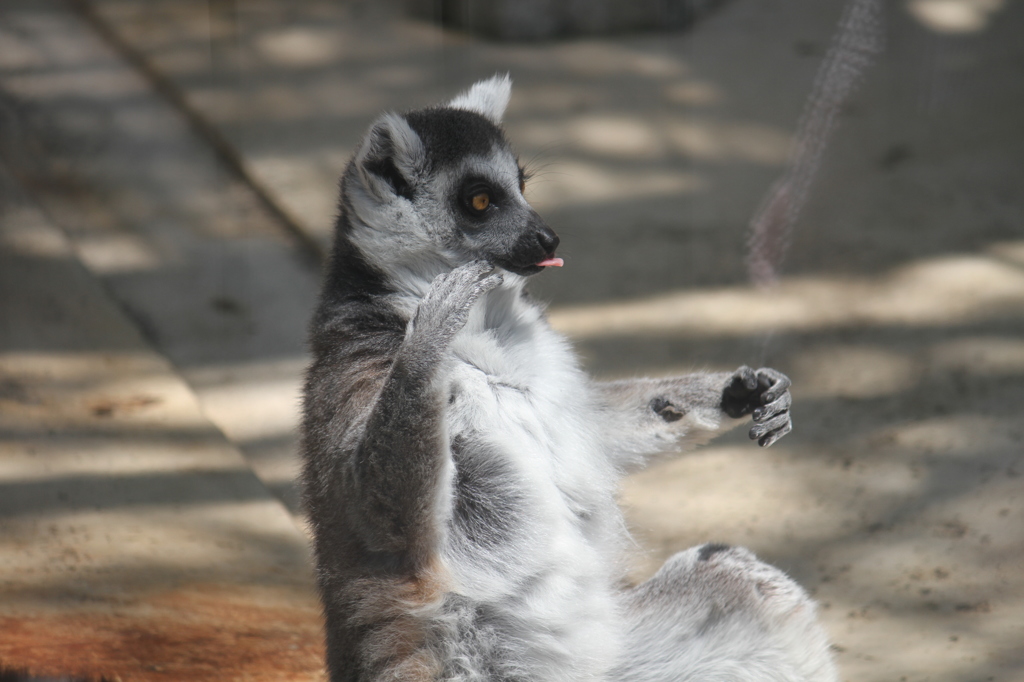 あっかんべー☆東山動物園