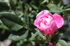 Gardeｎ　Ｒｏｓｅ