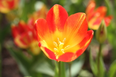 チューリップ（木曽三川公園）