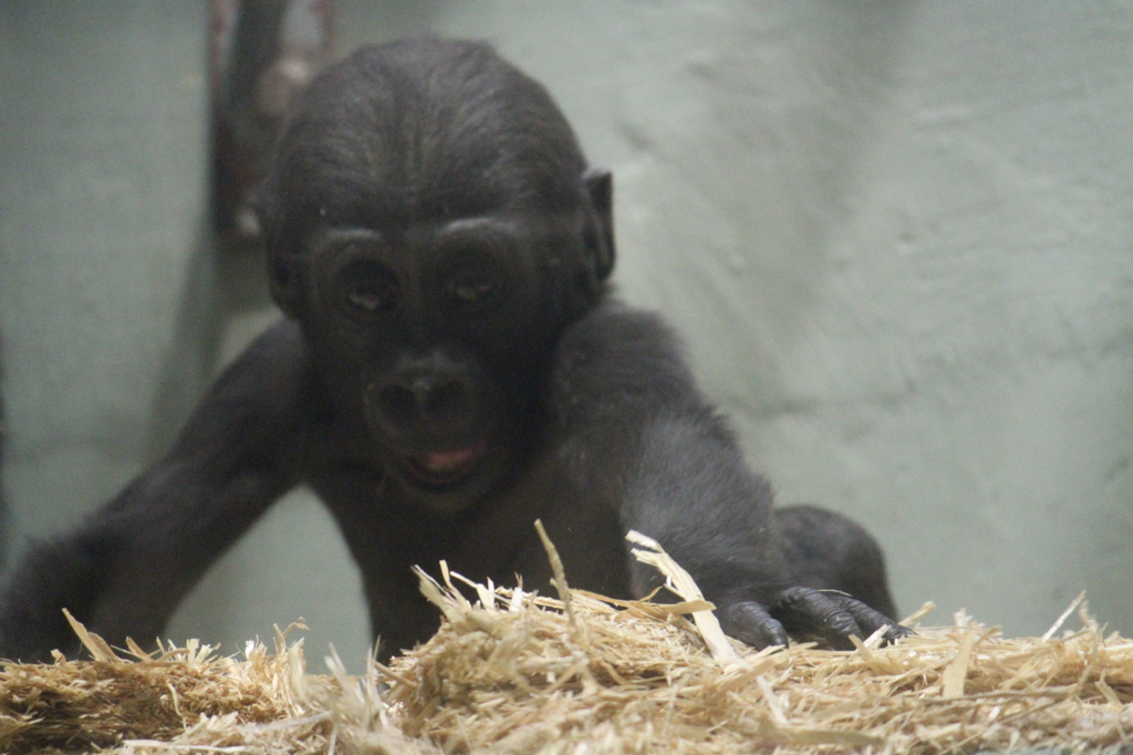 ハートの鼻☆東山動物園