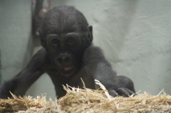 ハートの鼻☆東山動物園