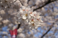五条川（大口町）