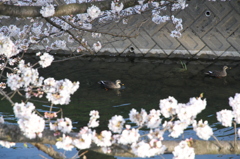 五条川（大口町）
