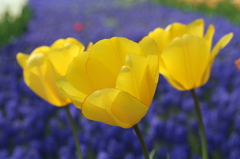 黄色と青色のコントラスト　チューリップ（木曽三川公園）