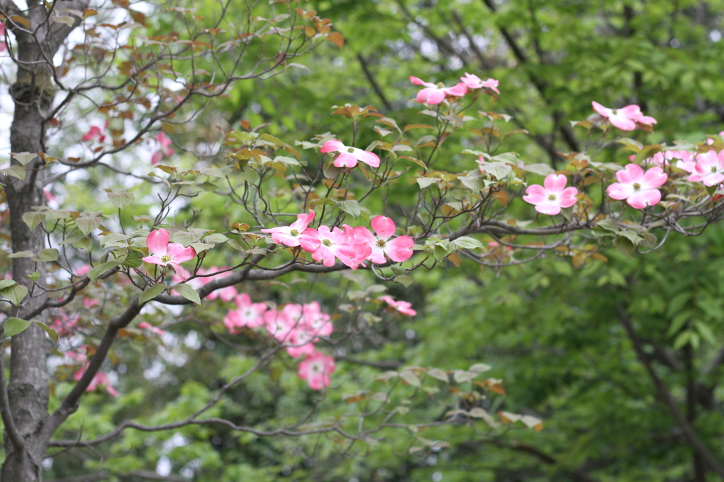 100年続きますように～ハナミズキ