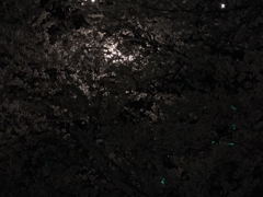 DSCF0056