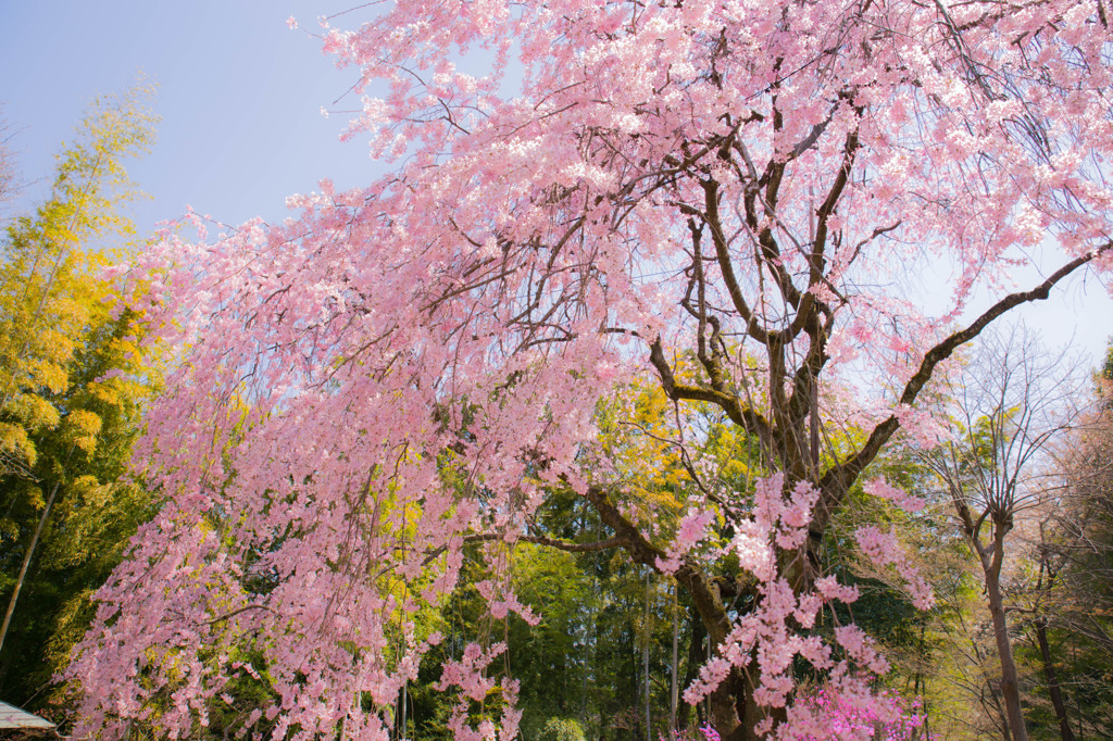 春爛漫の候、桜色の滝。