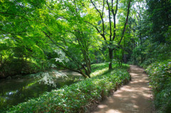 小川流れる木漏れ日の道