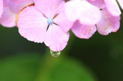 紫陽花と雫