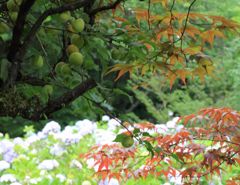 梅と紅葉と紫陽花と