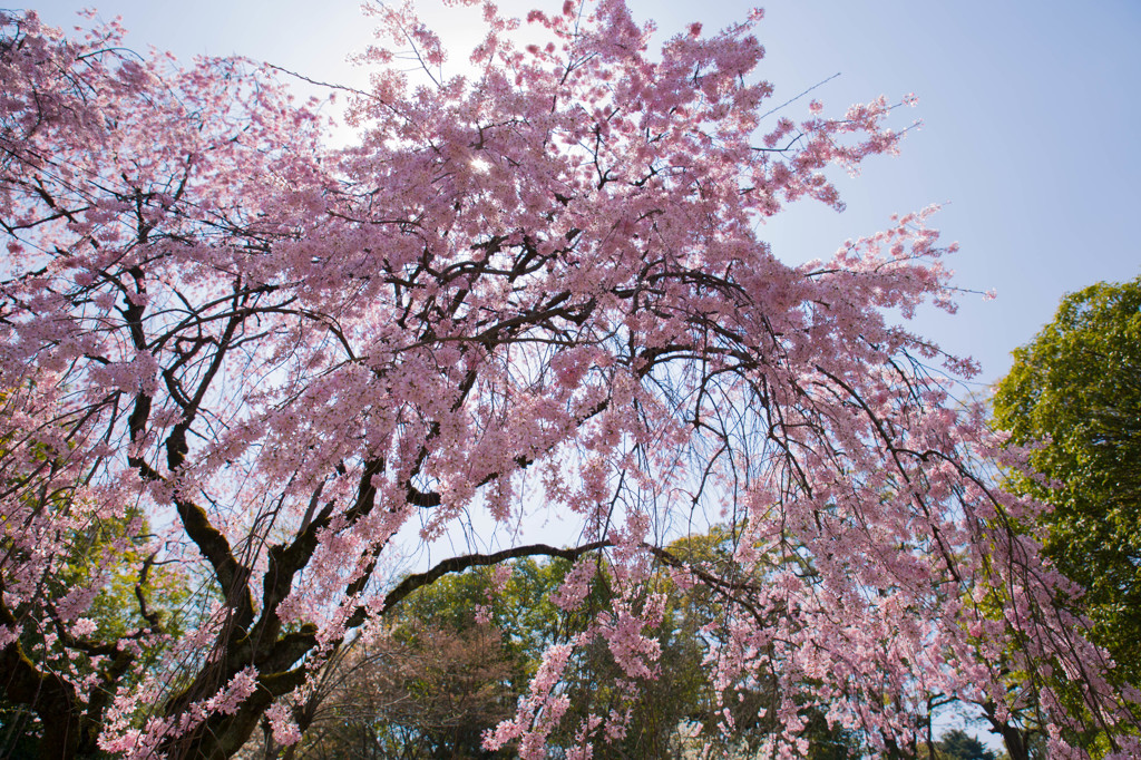 桜降る