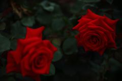 語らう薔薇