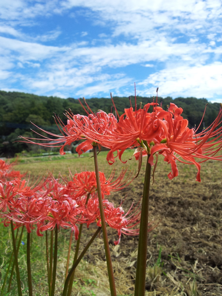 彼岸花