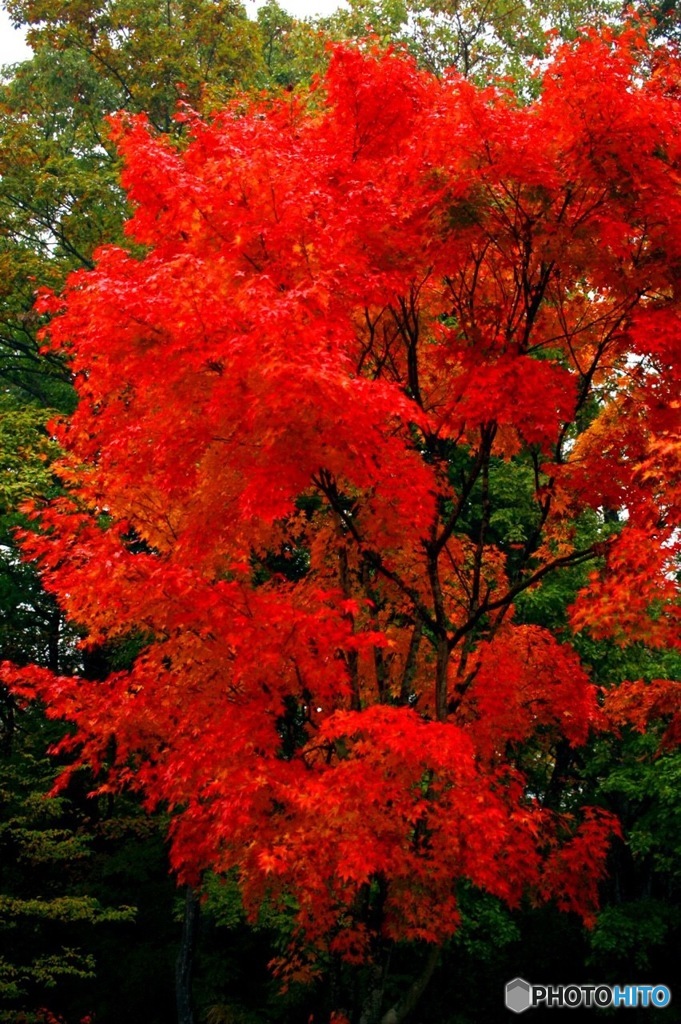 紅葉