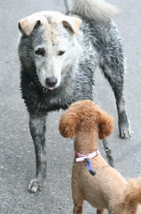 野良犬と遭遇