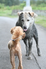 野良犬と遭遇