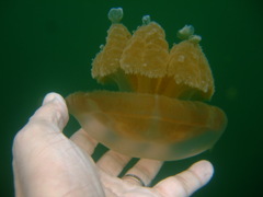 毒ナシJellyfish！