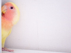 出てみた2