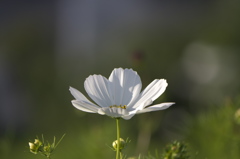 大きな花びら